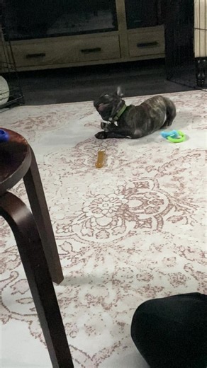 LokiTheBrindleFrenchie on TikTok