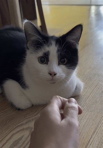 Cherishing Baby Steps with My Rescued Kitten Lenny