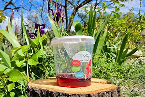 VV Trap Bucket, un nouveau piège « entonnoir » pour capturer les frelons asiatiques