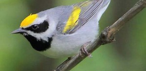 Birds clear out of breeding ground as severe weather approaches