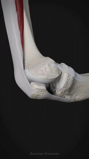 In this animation, we demonstrate the dynamic movement of the patella during knee flexion and extens