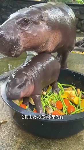 Meet the Tiny Giant: Pygmy Hippo Baby Fun Facts