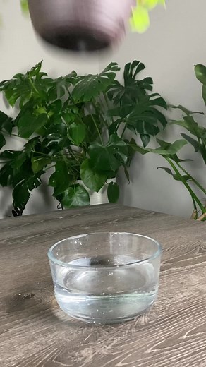 507K views · 2.4K reactions | Here’s how I stem propagate a Pothos...