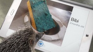 Looks like the hog has found the perfect partner for a long lasting relationship! ;) Our new Mosaik scourers don't just look fab they are beautifully efficient too.