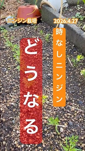 [Will we be able to harvest the carrots that grow out of season?!] #carrots