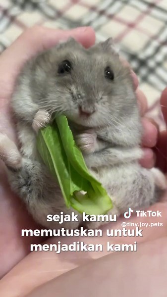 Tiny Joy Pets on TikTok