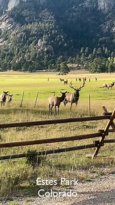 🦌 INSANE: Nature's Dating Show Goes LIVE in Estes Park (And You Have Front Row Seats) 😍🎬 This massive bull elk just rolled up like he owns the place. Which... honestly... he kinda does. 🔥 600 pounds of pure confidence. Antlers that could impale a small car. And a harem of ladies making those adorable chirping sounds. (Yeah, elk females actually chirp. Who knew?) It's like watching nature's version of The Bachelor. Except way more dramatic. And nobody gets a rose. 🎭 September in Estes Park i