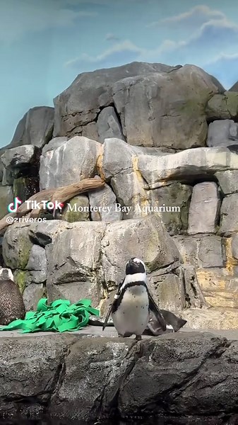 Explore the Wonders of Monterey Bay Aquarium