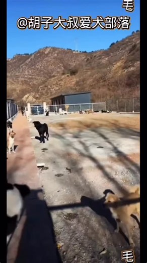 @king.charlesthegreat | As the furry friends gradually became familiar with their new environment, they began to reveal their true nature. Hua Hua continued to... | Instagram