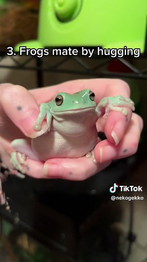 Interesting Facts About Frogs You Need to Know!