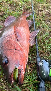 | My Catch Australia