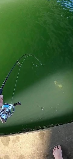 Eat it eat it, big Bream. #hungry #ontheway #up #bream #jiggy #jigg