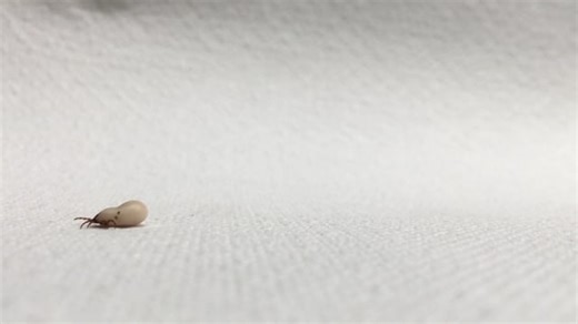 Caterpillar, Larva, Entomology