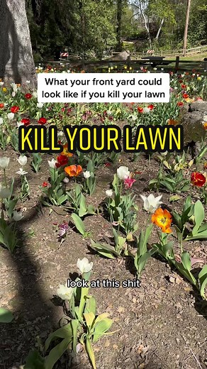 Transform Your Lawn: Embrace Biodiversity with Tulips