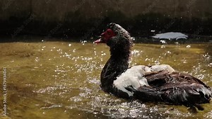 Close-up of a muscovy duck diving head first into water and shaking its feathers in a wildlife sanctuary, showing detailed plumage, bright eyes, and dynamic movement, captured in natural light.