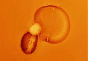 Cool Science Images 2017