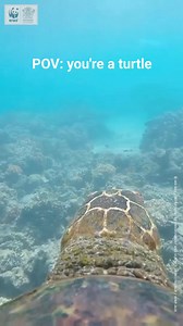 Slow and steady wins the race… unless you’re a sea turtle with places to be! 🐢 Turtles have been gliding through the oceans for over 100 million years, with some travelling thousands of kilometres every year on their migration routes! 🌊 Did you know they can live for up to 50 years or more, only coming ashore to nest? Females can lay between 65-180 eggs in a single nest, returning to the same beach where they were born even if their travels take them to the other side of the world. 🌍 They mak
