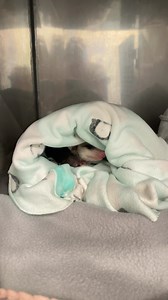 How do we keep the orphaned opossum joeys warm and cozy as if they are in their mother’s pouch? We use little snuggies like the one you see here. This way they feel safe and protected while growing in our care. #babyshower #wildliferehab #babyanimals | Conservancy of Southwest Florida