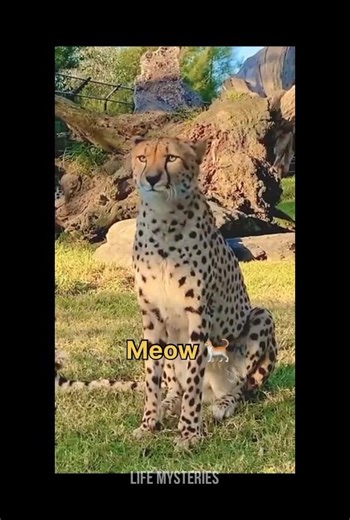 Cheetah’s make this sound 🐈
