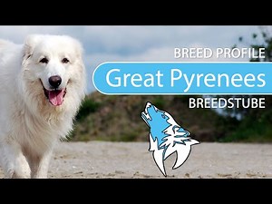 ► Great Pyrenees Breed Profile [2022] Temperament & Training