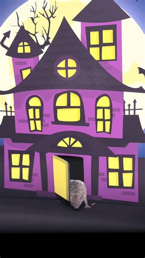 2.2K views · 47 reactions | Beware the haunted manor! 驪 Wishing you a frightfully fun Friday and a Happy Halloween! 璉 Video Description: A tenrec explores a purple paper haunted house with the full moon behind it. | Virginia Aquarium & Marine Science Center | Facebook