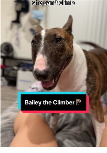 Bailey likes to hang off the couch for fun but in reality can jump pretty high 🦈 #bullterrier #bullterrierlover #TheBaileyEffect #dogsoftiktok #petsoftiktok