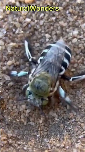 Where is this blue spider hiding?