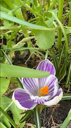 Growing Saffron