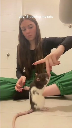 Woman Trains Pet Rats to Do Tricks - 1523825-1