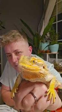 The bearded dragon, also known as Pogona. #nature #animals #wildlife #viral #viralvideo
