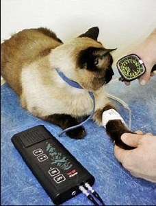 Doppler Vet BP  - Diagnostic, Veterinary Equipment | MANO MEDICAL