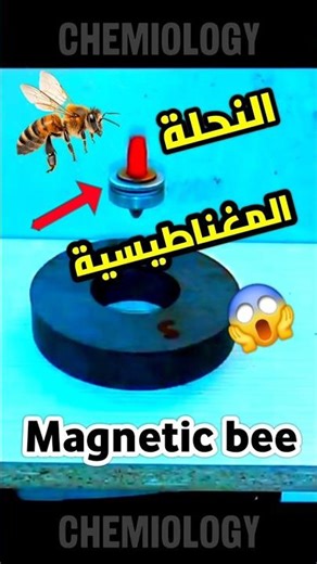 النحلة المغناطيسية #experiements #magnet