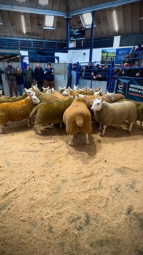 A trip to @nccheviotsheepsociety Lockerbie sale today to keep @dannythefarrier happy!!! Sometimes I question my sanity 😂 HOWEVER we’ve come home with two really good sheep tbf and both in lamb. Let’s just hope they’re not to mental!!! @dannythefarrier got till after lambing time to convince me 🥲. But we have actually decided to try a hill breed now we are farming upland and much less productive land. I think it’s time to stop forcing our commercial lowland flock to survive and thrive in a plac