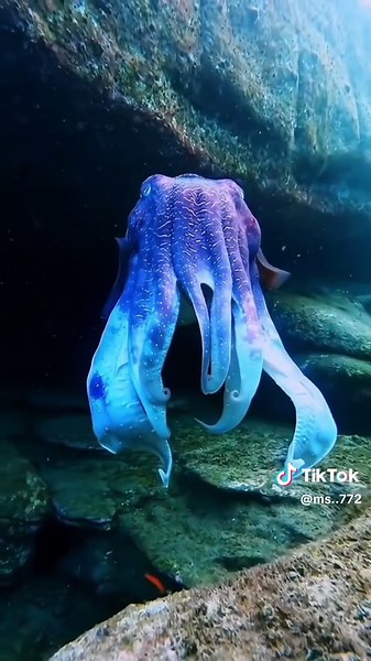 Vidéos de MS (@ms..772) avec Originalton - Nida