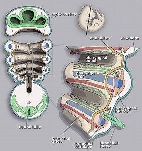 Pharyngeal arch - Alchetron, The Free Social Encyclopedia