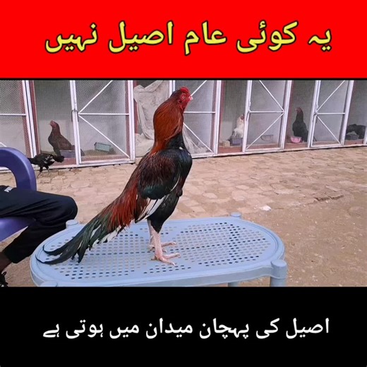 Aseel Breed: Discovering the Beauty of Pakistani Aseel