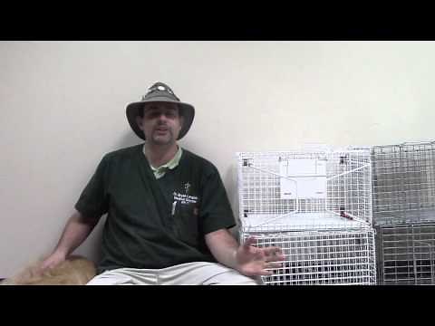 Discharge and Post Operative Care Instructions for Feral Cats after TNR