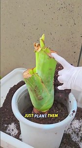 These Rare Caladium Bulbs Exploded With Color 🌈 Must-See Growth! #caladium #gardeninglife #planttok
