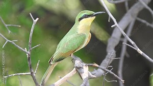 Swallow-tailed bee-eater sitting on a tree branch looking around
