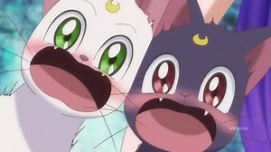#Cats normally have litters, but #Diana is a special #kitten! #NationalCatDay2018 #SailorMoon #SailorMoonCrystal #Cat #Kittens #Artemis #Luna | Debi Derryberry's World
