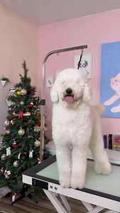 She’s Santa’s littler helper!! 🎁🎄 . #dogs #doggrooming #christmas | Logan Rago
