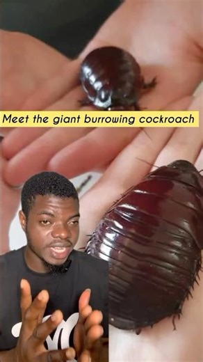 Meet the giant burrowing cockroach 😱#animals #wildlife