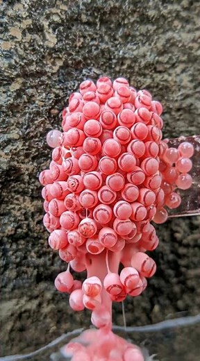 Satisfying Snail Egg Crush (Macro Close-Up)