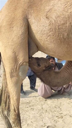 جمل صغير يشرب الحليب | لحظة رائعة بين الأم وطفلها#natureanimalsworld #camel