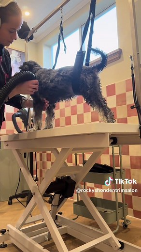 Dagvlogje van mijn werkdag in de trimsalon 💕 #doggrooming #hondentrimsalon #grooming #dogs #labradoodle