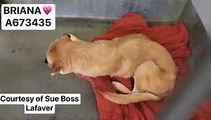 🔹 SAN ANTONIO, TX 🔹 📣‼️SCHEDULED TO BE KILLED (on the EUTHANASIA LIST) MONDAY 7/17‼️ 🆘 NEEDS PLACEMENT HOLD BY 11:00 AM‼️🆘 ❤️💙 💕😍Meet BRIANA!!🐾 💗💗BRIANA- Hello people, my name is Briana and I'm a VERY SWEET GIRL who enjoys to SLEEP💤 and LOUNGE around. I 🥰LOVE PETS on the head and will beg for more when you stop. I'm a little shy so I won't follow you with a leash, but with a little work and patience I can be great. 😭Sadly she is on the EUTHANASIA LIST. SHE URGENTLY NEEDS a CHANCE t