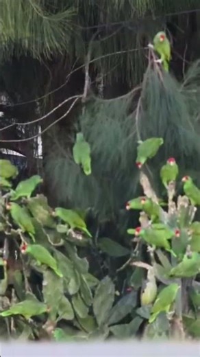 Red-crowned Amazon Amazona viridigenalis