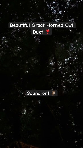 Beautiful Great Horned Owl Duet 🦉 SOUND ON 📣 #shorts #owls