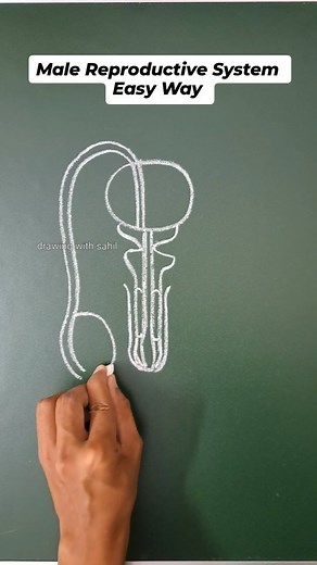 Sahil Khan | Male reproductive system easy method #male #malereproductivesystem #diagram #biology #science #malereproductivesystemdiagram #human... | Instagram
