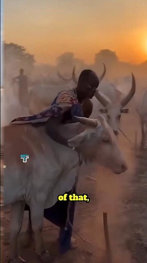How 3,000 Cows Are Destroying the Mundari Tribe #shorts #MundariTribe #TribalLife #africantribes